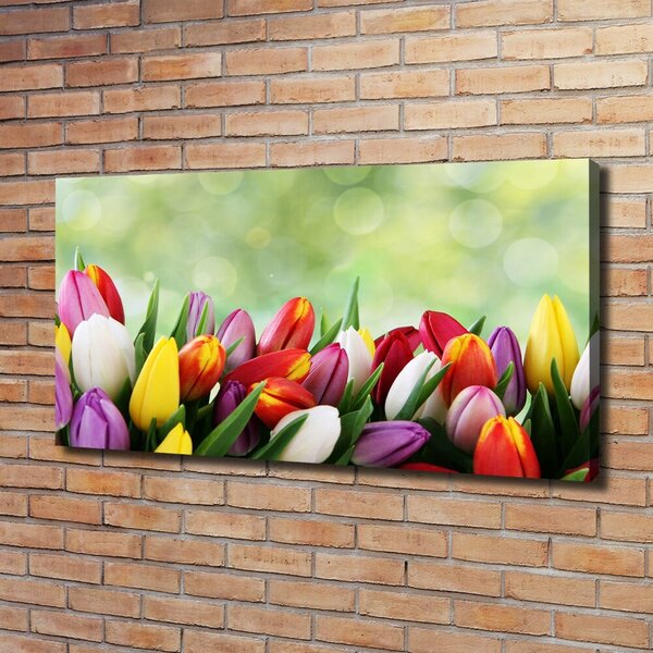 Moderní obraz canvas na rámu Barevné tulipány oc-69344290