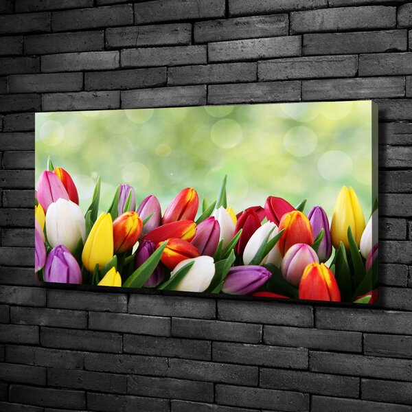 Moderní obraz canvas na rámu Barevné tulipány oc-69344290