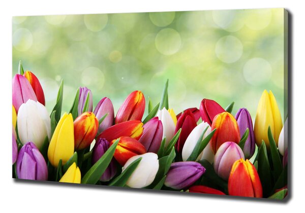 Moderní obraz canvas na rámu Barevné tulipány oc-69344290
