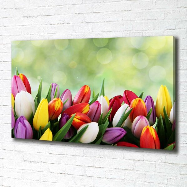 Moderní obraz canvas na rámu Barevné tulipány oc-69344290