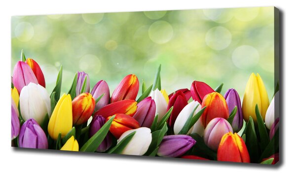 Moderní obraz canvas na rámu Barevné tulipány oc-69344290