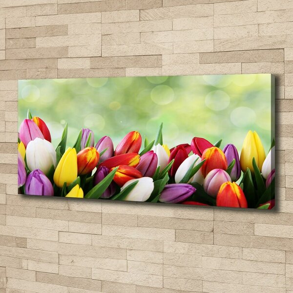 Moderní obraz canvas na rámu Barevné tulipány oc-69344290