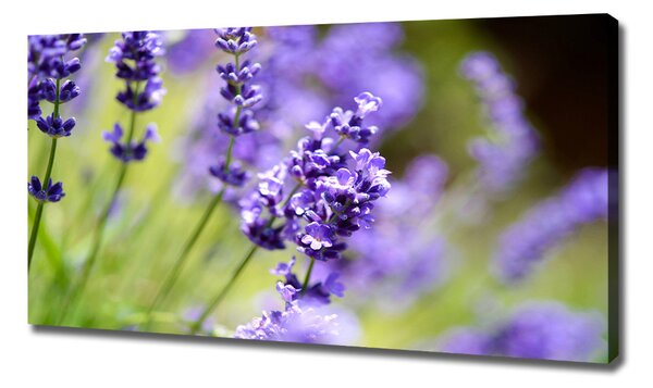 Foto-obraz canvas do obýváku Levandule oc-70339730