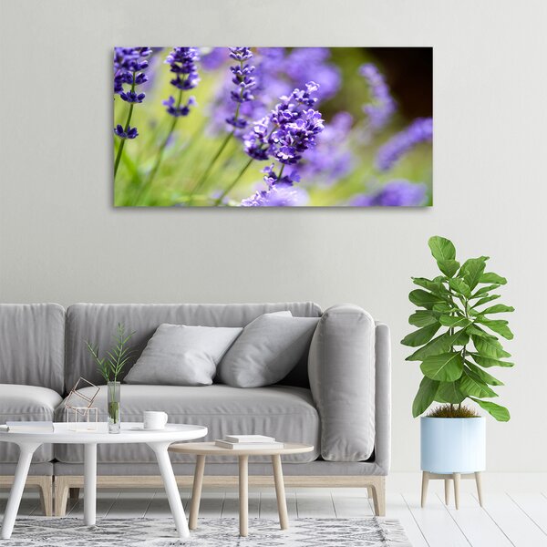 Foto-obraz canvas do obýváku Levandule oc-70339730