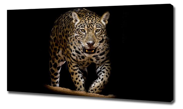 Foto obraz na plátně Jaguál oc-71556052