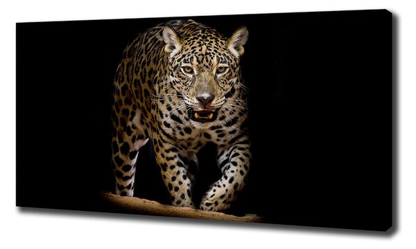 Foto obraz na plátně Jaguál oc-71556052