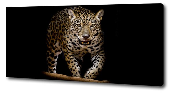 Foto obraz na plátně Jaguál oc-71556052