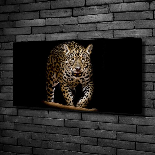 Foto obraz na plátně Jaguál oc-71556052