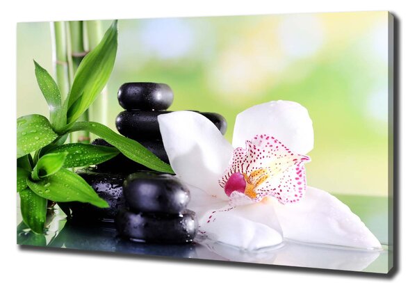 Foto obraz na plátně Orchidej oc-71878177