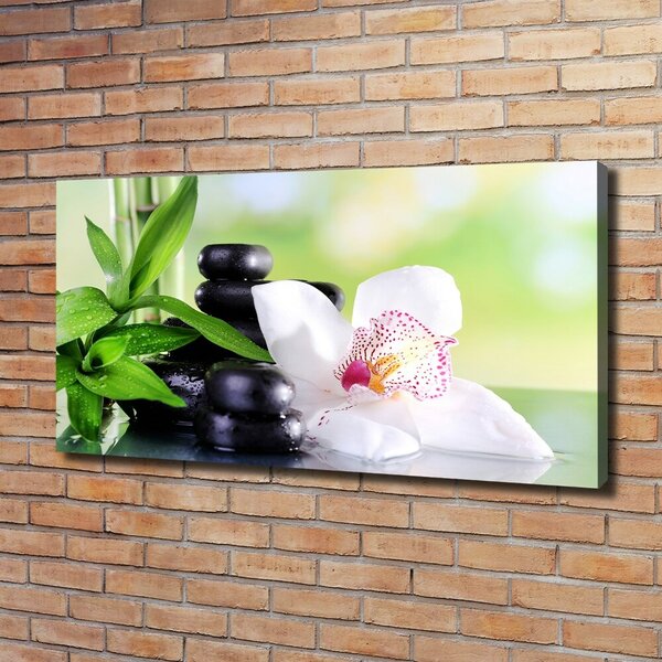 Foto obraz na plátně Orchidej oc-71878177