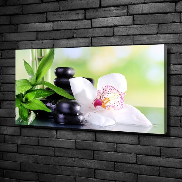 Foto obraz na plátně Orchidej oc-71878177