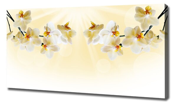 Foto obraz canvas Orchidej oc-72852358