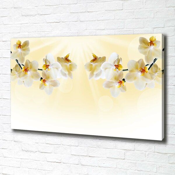 Foto obraz canvas Orchidej oc-72852358