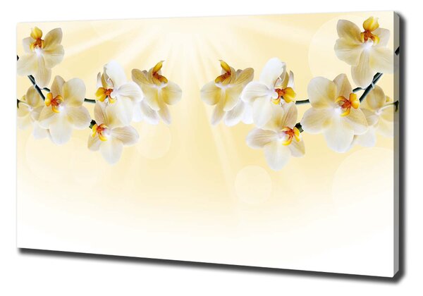 Foto obraz canvas Orchidej oc-72852358