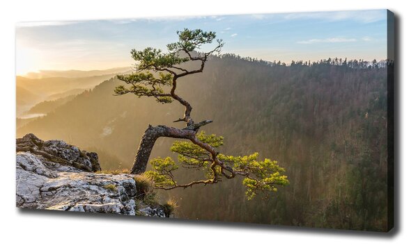 Foto obraz na plátně Sokolice Pieniny oc-73236563