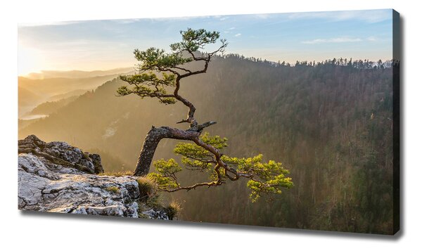Foto obraz na plátně Sokolice Pieniny oc-73236563