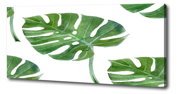 Foto obraz na plátně Monstera oc-73453998