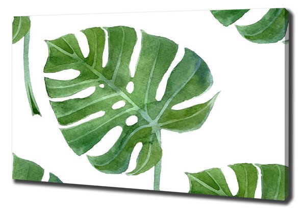 Foto obraz na plátně Monstera oc-73453998