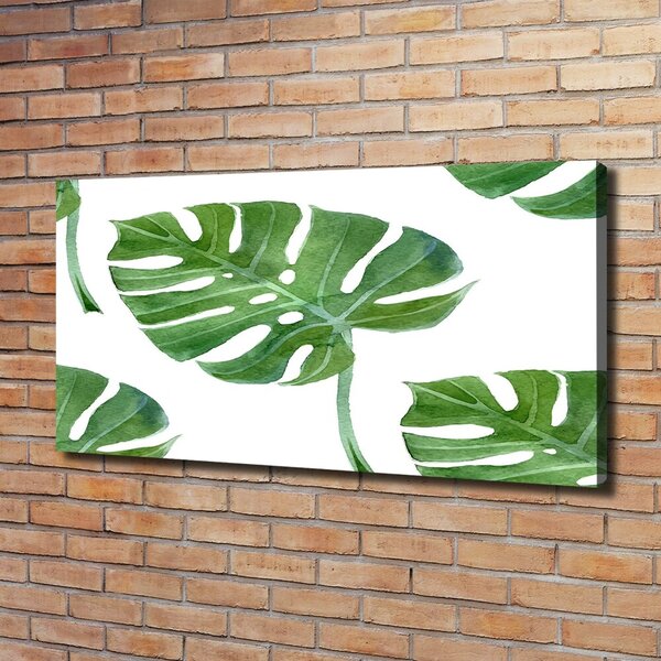 Foto obraz na plátně Monstera oc-73453998