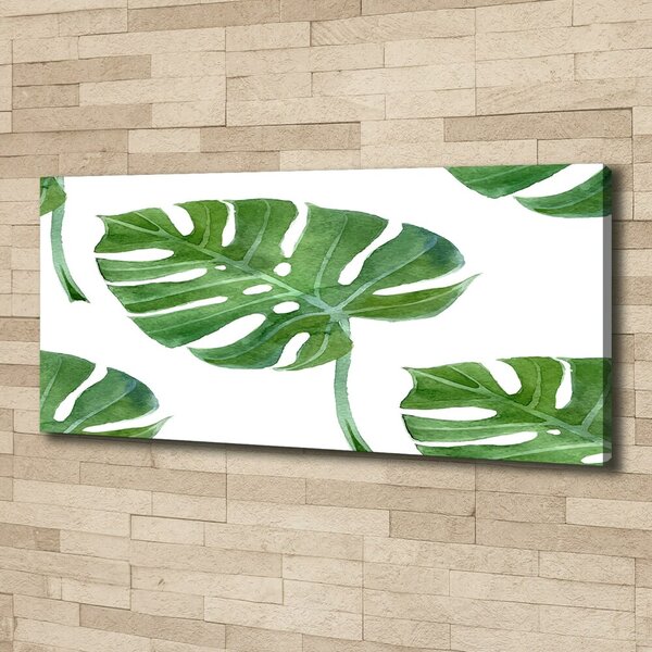 Foto obraz na plátně Monstera oc-73453998