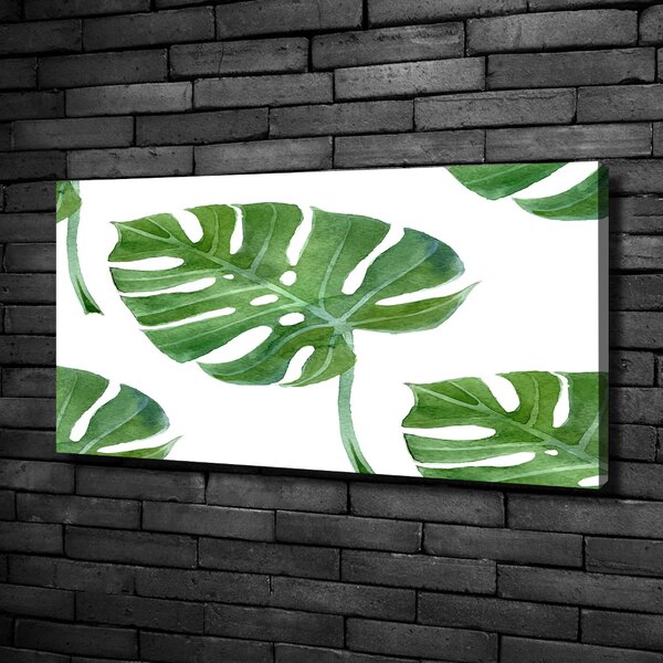 Foto obraz na plátně Monstera oc-73453998