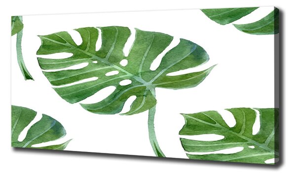 Foto obraz na plátně Monstera oc-73453998