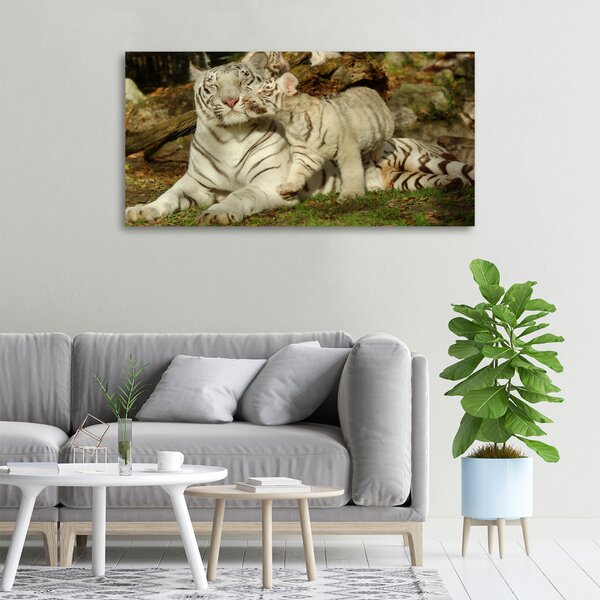Foto-obraz canvas na rámu Tygři oc-73601237