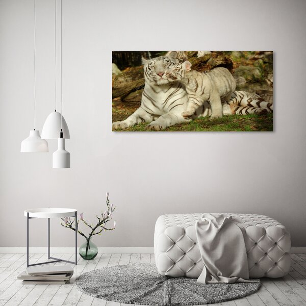 Foto-obraz canvas na rámu Tygři oc-73601237