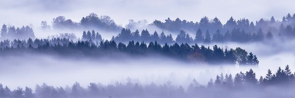 DIMEX | Fototapeta do kuchyně Mlha mezi stromy KI-180-195 | 180 x 60 cm | šedá, modrá, černá