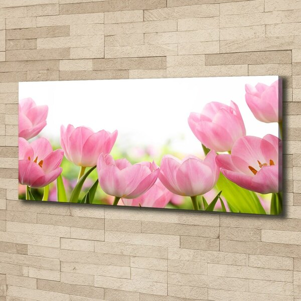 Foto obraz na plátně Růžové tulipány oc-76412458