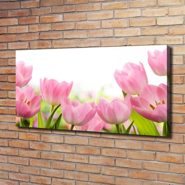 Foto obraz na plátně Růžové tulipány oc-76412458