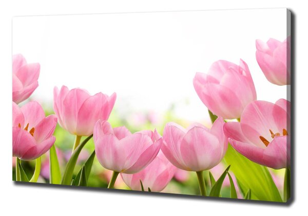 Foto obraz na plátně Růžové tulipány oc-76412458