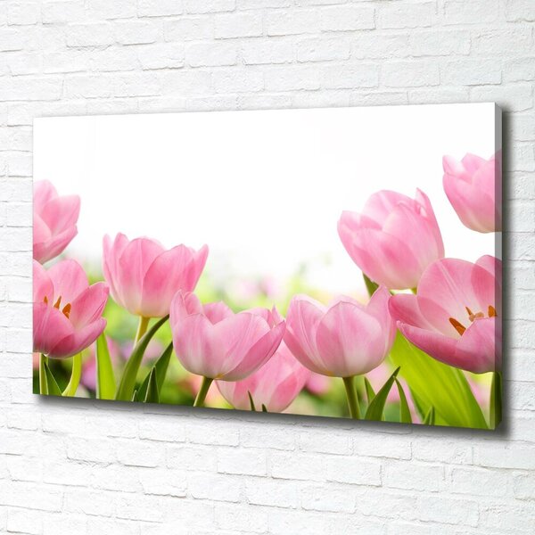 Foto obraz na plátně Růžové tulipány oc-76412458