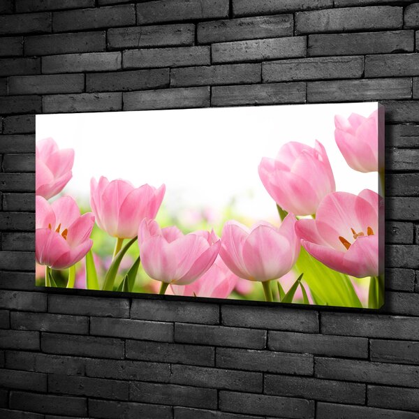 Foto obraz na plátně Růžové tulipány oc-76412458