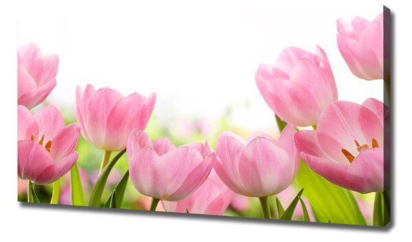 Foto obraz na plátně Růžové tulipány oc-76412458