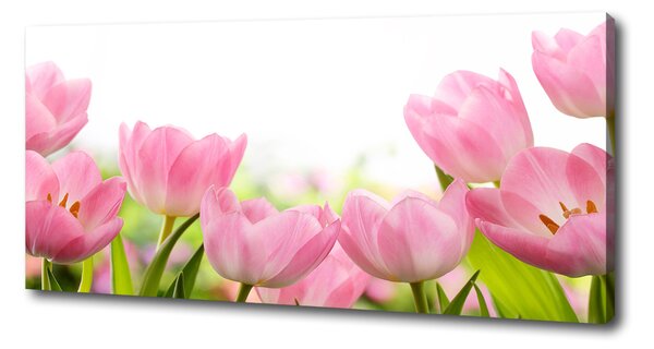 Foto obraz na plátně Růžové tulipány oc-76412458