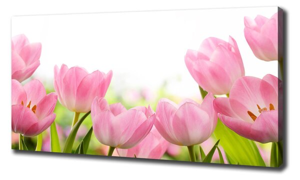 Foto obraz na plátně Růžové tulipány oc-76412458