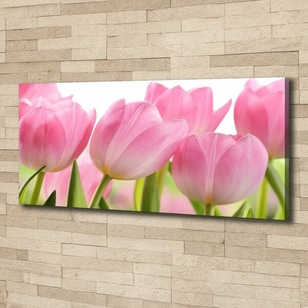Foto obraz na plátně Růžové tulipány oc-76775867