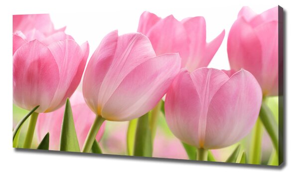 Foto obraz na plátně Růžové tulipány oc-76775867