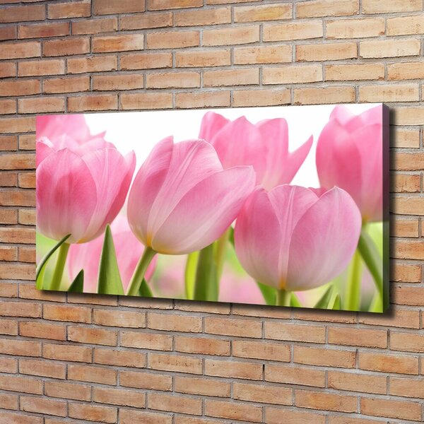 Foto obraz na plátně Růžové tulipány oc-76775867