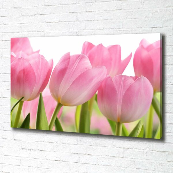 Foto obraz na plátně Růžové tulipány oc-76775867
