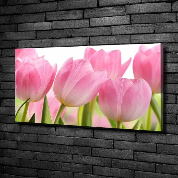 Foto obraz na plátně Růžové tulipány oc-76775867