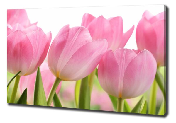 Foto obraz na plátně Růžové tulipány oc-76775867