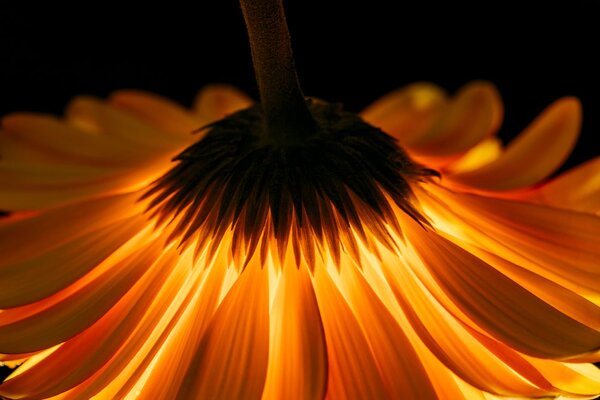 Fototapeta gerbera na tmavém pozadí