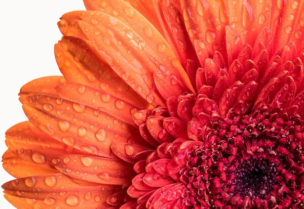 Fototapeta gerbera s kapkami vody