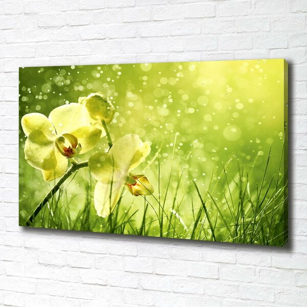 Foto obraz na plátně Orchidej oc-79420642