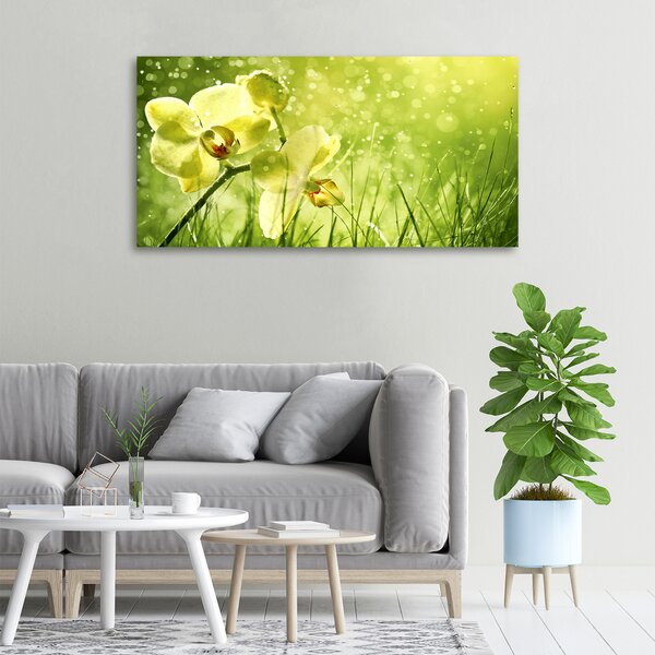 Foto obraz na plátně Orchidej oc-79420642