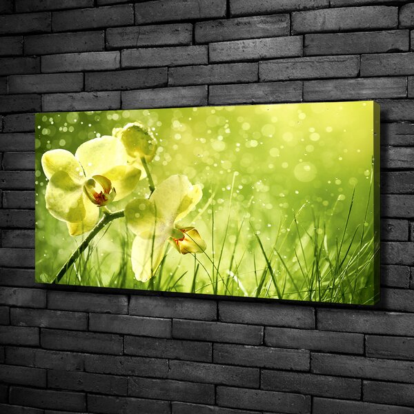 Foto obraz na plátně Orchidej oc-79420642