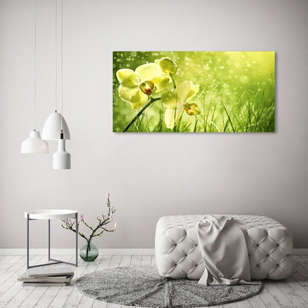Foto obraz na plátně Orchidej oc-79420642