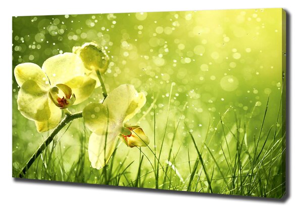 Foto obraz na plátně Orchidej oc-79420642